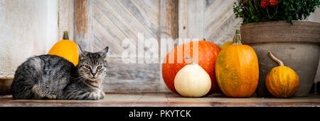 Décoration Halloween porte avant avec différentes tailles et formes des citrouilles. Cat le porche décoré pour l'Halloween, Thanksgiving, saison d'automne banne Banque D'Images
