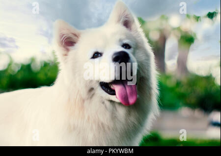 Portrait de chien Samoyède extérieur. avec un arrière-plan flou Banque D'Images