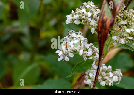 Soldat de la verge d'un insecte sur la couronne de fleurs bouquet blanc barbe dans un champ de foin près de Knoxville, Tennessee. Banque D'Images