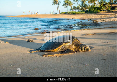 Honu (Hawaiian Sea Turtle) viennent à terre pour se reposer. Il y a 2 dans cette image, l'un est en haut à gauche où les gens nous regardent. Banque D'Images