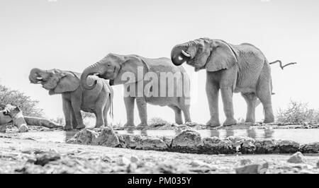 Trois éléphants d'Afrique (Loxodonta africana) dans une ligne de boire à partir d'un trou d'eau. Prises au niveau du sol. Image Monochrome. Banque D'Images