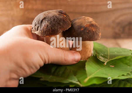 Part recueillir deux cèpes (Boletus edulis) Banque D'Images
