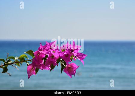 Bougainvillea au bord de la mer. Concept : relaxation estivale. Banque D'Images