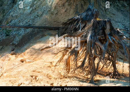 Libérer les eaux du barrage du lac de Detroit révèle les restes d'arbres qui avaient été enlevés le long de la rive du lac. Banque D'Images