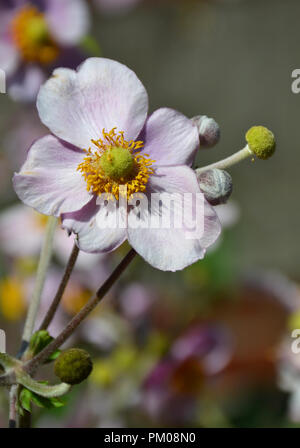 Rose fleur sous la lumière du soleil Banque D'Images