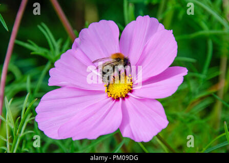Vue rapprochée d'une abeille sur un Coscmos moxed Bipinnatus 'Sensation' fleur. Banque D'Images