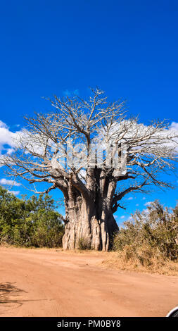 Un paysag photographie d'un arbre géant Boabab en plein soleil et ciel bleu en arrière-plan avec de belles. Le gravier ou ondulé route mène le spectateur Banque D'Images