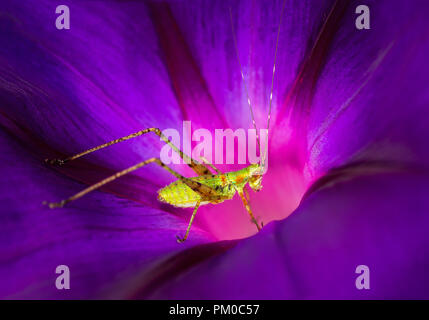 Forme larvaire de bush katydid (Scudderia sp.) sur les fleurs de morning glory (Ipomoea purpurea) Banque D'Images