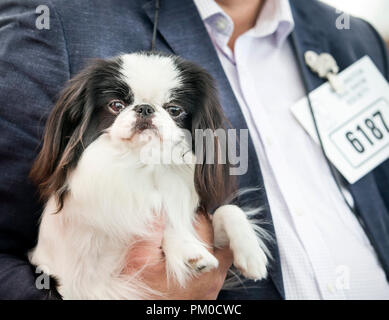 Un menton japonais au cours de l'exposition annuelle de la société Chien de Darlington, à Ripon hippodrome dans le Yorkshire. Banque D'Images