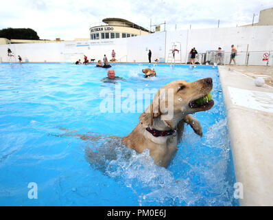 Le beau Labrador nage à Saltdean Lido à Brighton, au cours de l'Assemblée chien nager pour marquer la fin de la saison au lido. Banque D'Images