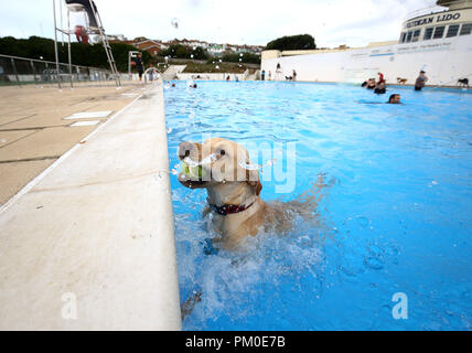 Le beau Labrador nage à Saltdean Lido à Brighton, au cours de l'Assemblée chien nager pour marquer la fin de la saison au lido. Banque D'Images