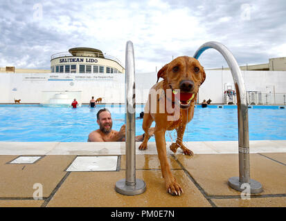 Monty le Labrador nage à Saltdean Lido à Brighton, au cours de l'Assemblée chien nager pour marquer la fin de la saison au lido. Banque D'Images