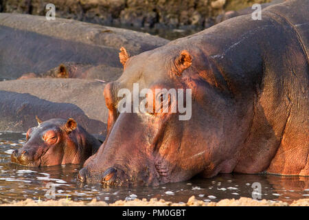 Une vache hippo reste proche de son petit veau et est très protecteur contre les mâles dominants et même de grands crocodiles. Banque D'Images