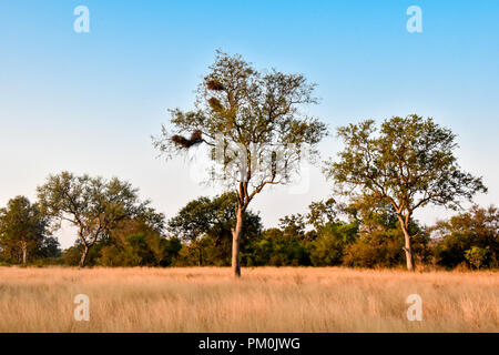 Un goloden lueur de fin d'après-midi, fils d'allumer la savane africaine. Les arbres ont des feuilles vertes et contenant plusieurs grands nids d'oiseau. Banque D'Images