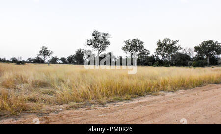 Une fin d'après-midi paysage africain dans la nature avec de l'herbe sèche, un ciel clair et des arbres dans la brousse. Il s'agit d'une scène paisible le long d'une route en carton ondulé. Banque D'Images