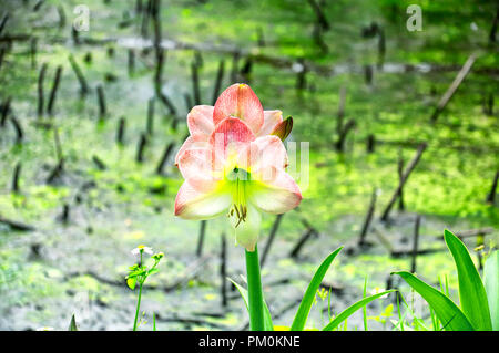 Un amarullis bloom floraison unique, le seul genre de la sous-tribu des Amaryllidinae (tribu Amaryllideae) dans le Jardin botanique de Taipei. Les plantes de la g Banque D'Images