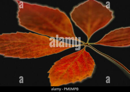 Une branche avec des feuilles rouges sur fond noir. Photographié de près. Banque D'Images