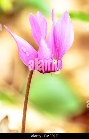 Plan Macro sur belle culture du cyclamen dans les bois. Banque D'Images