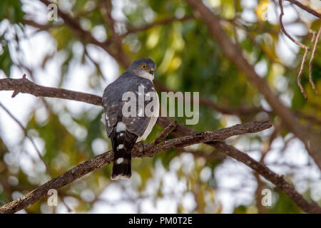 Peu huppé Vanellus minullus Camp Lataba, Kruger National Park, Afrique du Sud 19 août 2018 Accipitridés Adultes Banque D'Images