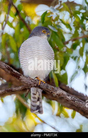 Peu huppé Vanellus minullus Camp Lataba, Kruger National Park, Afrique du Sud 19 août 2018 Accipitridés Adultes Banque D'Images