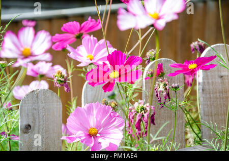 Bipimmatus Cosmos, variétés 'Candy Stripe' et 'Sensation' mixte résidentiel croissant dans un jardin arrière. Banque D'Images