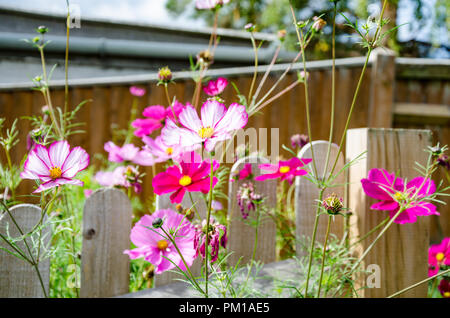 Bipimmatus Cosmos, variétés 'Candy Stripe' et 'Sensation' mixte résidentiel croissant dans un jardin arrière. Banque D'Images