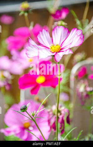 Bipimmatus Cosmos, variétés 'Candy Stripe' et 'Sensation' mixte résidentiel croissant dans un jardin arrière. Banque D'Images