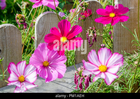 Bipimmatus Cosmos, variétés 'Candy Stripe' et 'Sensation' mixte résidentiel croissant dans un jardin arrière. Banque D'Images