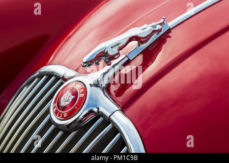 Jaguar XK150, capot détail avec mascotte chat bondissant, radiateur de badge et grille de radiateur. 1957 - 1961 Banque D'Images