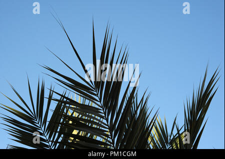 26-02-15, Marrakech, Maroc. Palmiers poussent contre un ciel bleu. Photo © Simon Grosset Banque D'Images