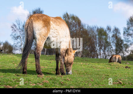 Un cheval de Przewalski broute sur une pente douce sous un ciel bleu Banque D'Images