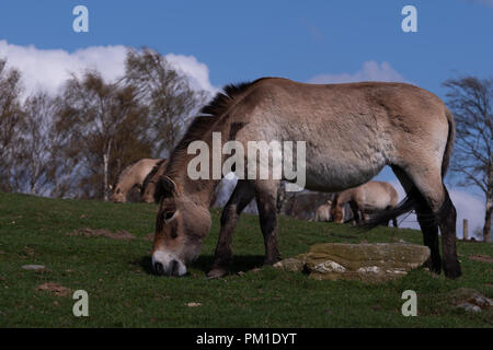 Un seul cheval de Przewalski broute sur une pente douce sous un ciel bleu Banque D'Images