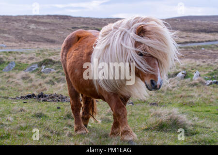 Un poney Shetland marche sur une lande dans les îles Shetland Banque D'Images