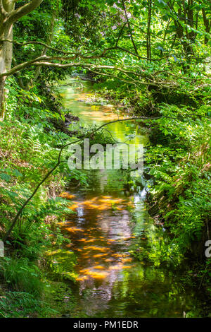 Riche d'un fer à repasser lentement brook passe par le fossé, sous le couvert des arbres cultivés et sauvages, plus de banques comme la lumière du soleil forte jaillit dans le cadre. Banque D'Images