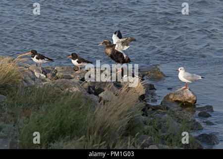 Les oiseaux au repos près de Eidersperrwerk, Wesselburen, Schleswig-Holstein, Allemagne Banque D'Images