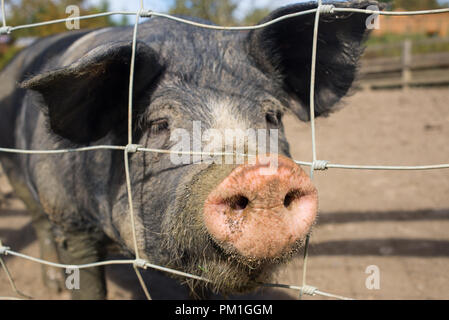 Grand Black British pig une race de porc domestique avec l'accent sur nez boueux sale Banque D'Images