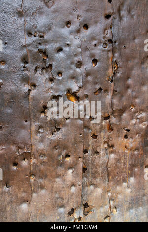 Bullet riden porte à l'église de Boyana (Боянска църква Boyanska tsărkva,), une cité médiévale de l'église orthodoxe bulgare, Sofia, Bulgarie. Banque D'Images