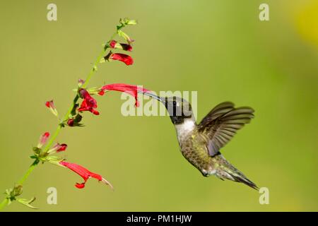 Colibri vert volant près de fleur rouge Banque D'Images