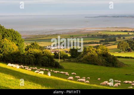 Des moutons paissant sur les terres de pentes inférieures Scrabo Hill avec vue sur Lough Stranford. Newtownards, comté de Down, Irlande du Nord. Banque D'Images