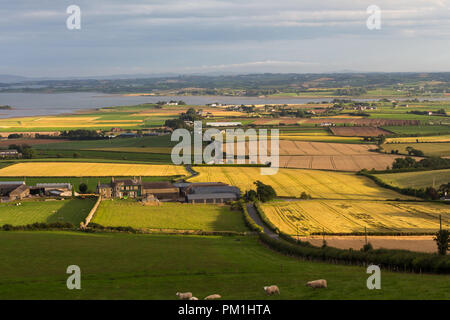 Lumière du soir sur les pentes inférieures de la colline de terres agricoles Scrabo, Newtownards, comté de Down, Irlande du Nord. Banque D'Images