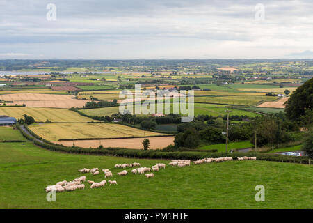 Moutons sur les pentes inférieures de la colline de terres agricoles Scrabo, Newtownards, comté de Down, Irlande du Nord. Banque D'Images