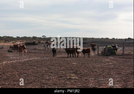 Groupe de bêtes dans l'arrière-pays australien Banque D'Images