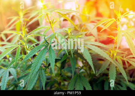 Photo photo gros plan sur frais vert la marijuana (Cannabis) des plantes. Banque D'Images