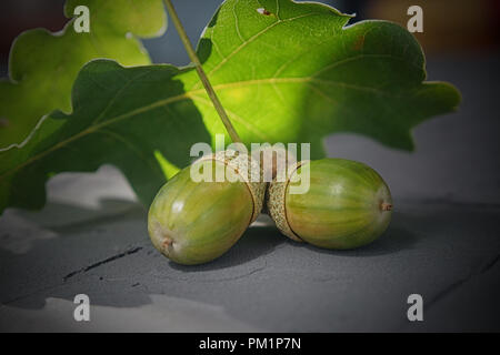 Glands de chêne vert et de feuilles sur une surface en pierre noire avec copie espace libre Banque D'Images