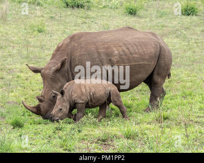 Une mère et bébé rhinocéros blanc balade dans les prairies d'Afrique du Sud. Banque D'Images
