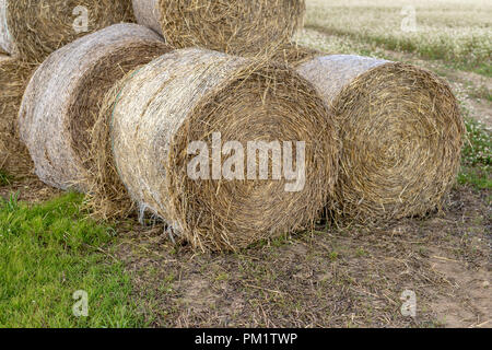 En balles de paille à une route asphaltée dans la campagne. Des piles de paquets ronde sur le terrain. Saison - automne Banque D'Images