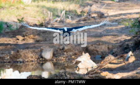 Selle deux cigognes bill debout près de l'eau dans le parc national Kruger. Le système écologique est endommagé avec la construction dans leur habitude naturelle Banque D'Images