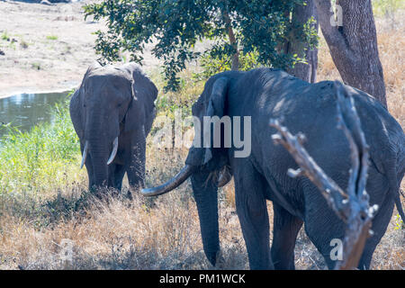 Deux éléphants sont sur une pente boisée près d'un ruisseau en quête de thicket à travers l'épaisse végétation. L'un prend la protection dans l'ombre Banque D'Images