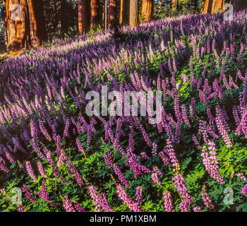 Lupin, Redwood Mountain, le Parc National Kings Canyon, Californie Banque D'Images