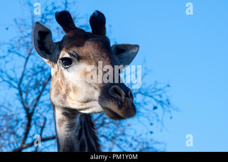 Un gros plan d'une girafe avec un ciel bleu, arbres et branches dans l'arrière-plan. L'image a été prise dans le parc national Kruger. Banque D'Images